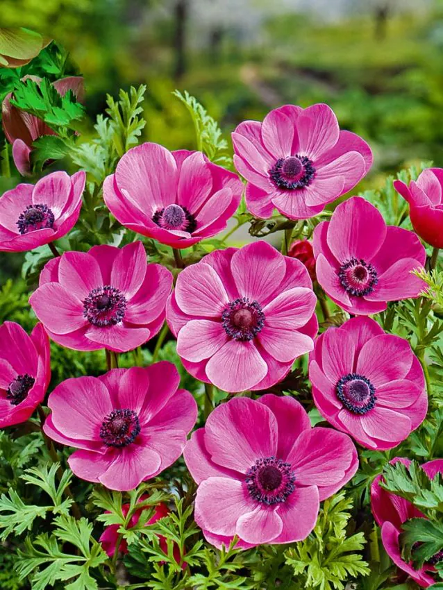 Anemone coronaria Sylphide 5 buc marime 6/7 [3]