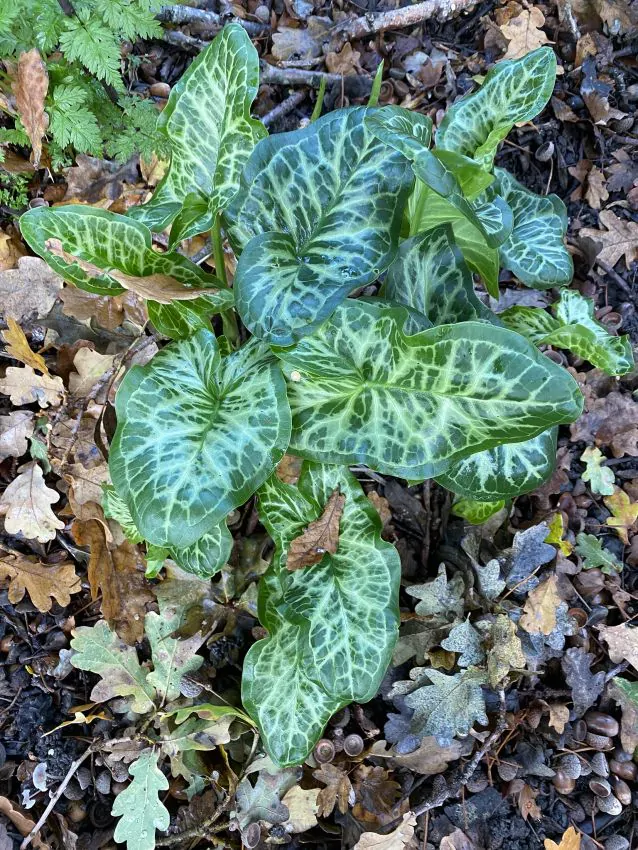 Arum Italicum  1 buc [3]