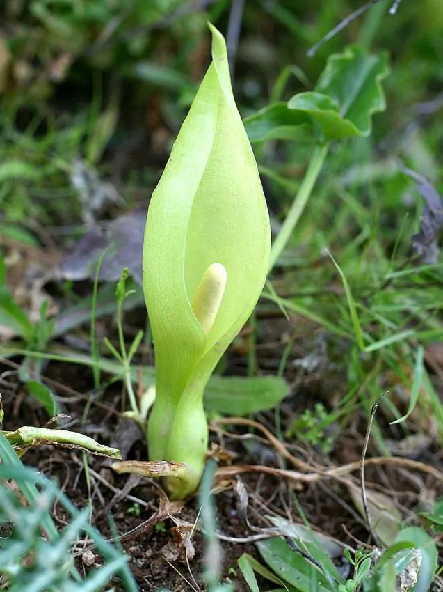 Arum Italicum  1 buc [2]