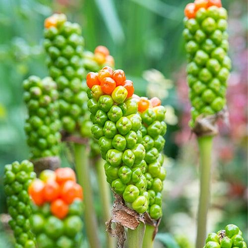 Arum Italicum  1 buc [4]
