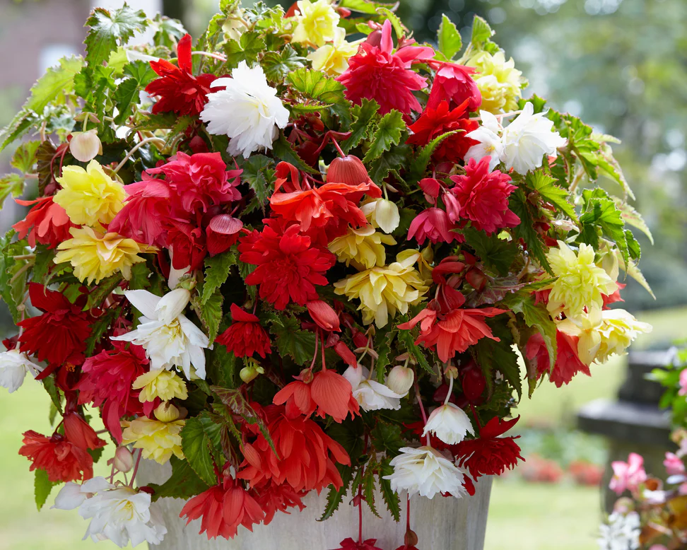 Amestec 5 culori begonii curgatoare, cascada, marime 4/5 [8]