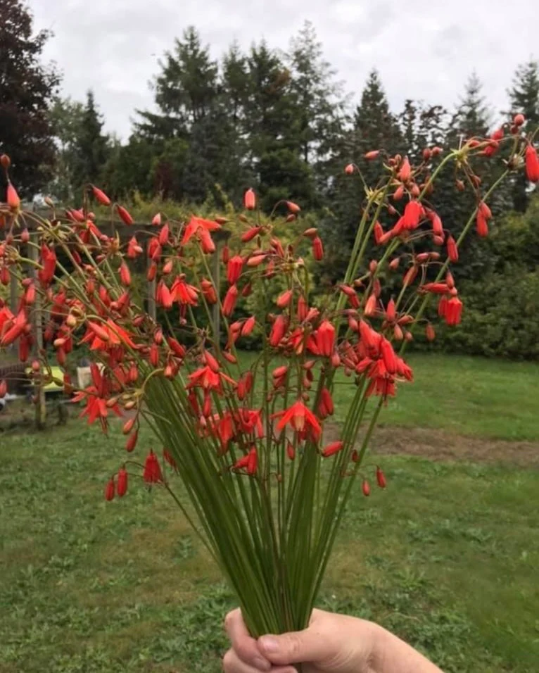 Bessera Elegans - Coral Drops 5 bulbi marime 5/6 [3]