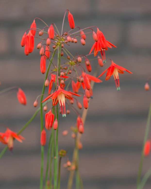 Bessera Elegans - Coral Drops 5 bulbi marime 5/6 [2]