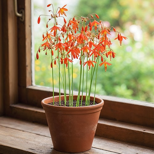 Bessera Elegans - Coral Drops 5 bulbi marime 5/6 [3]