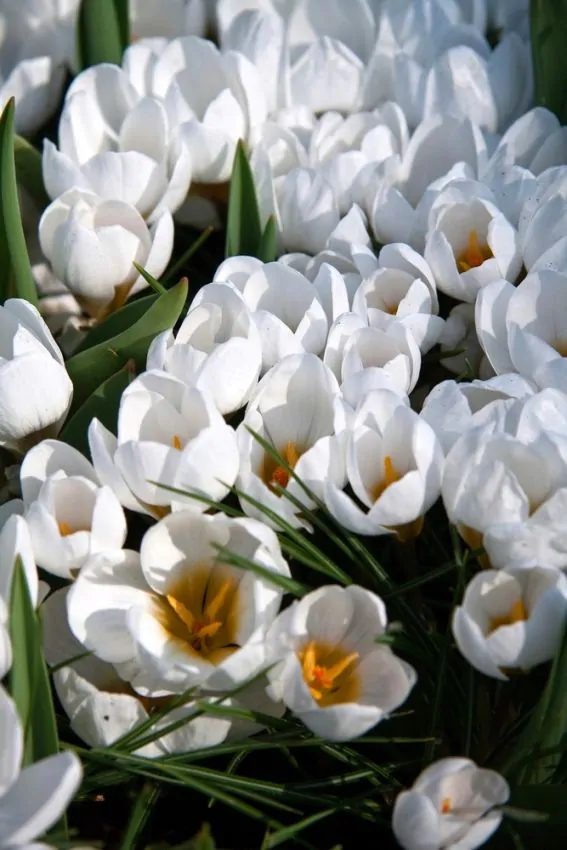 Branduse ( crocus ) Chrysanthus Ard Schenk 5 buc marime 5/7 [2]