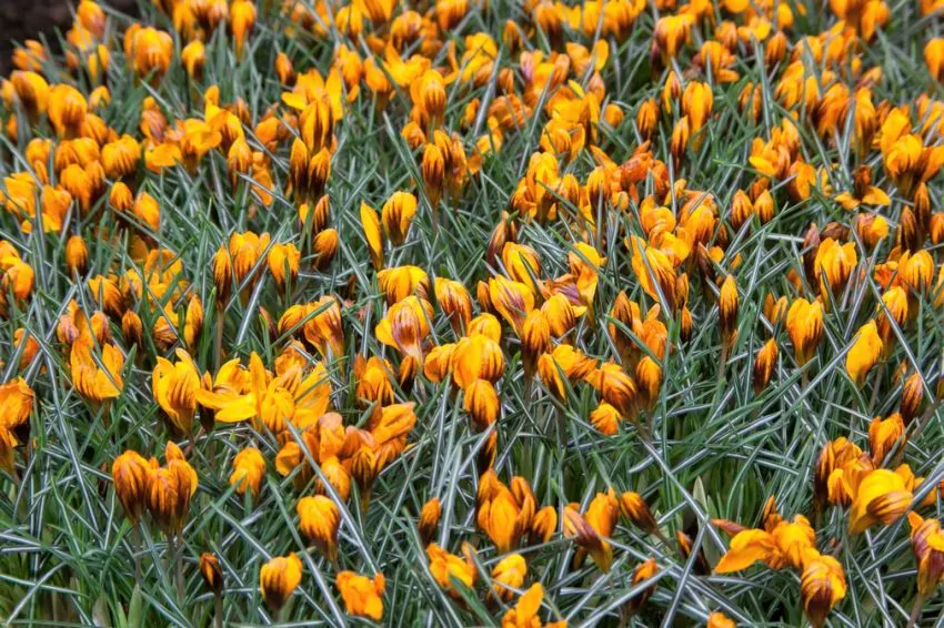 Branduse ( crocus ) Orange Monarch 5 buc marime 5/7 [2]