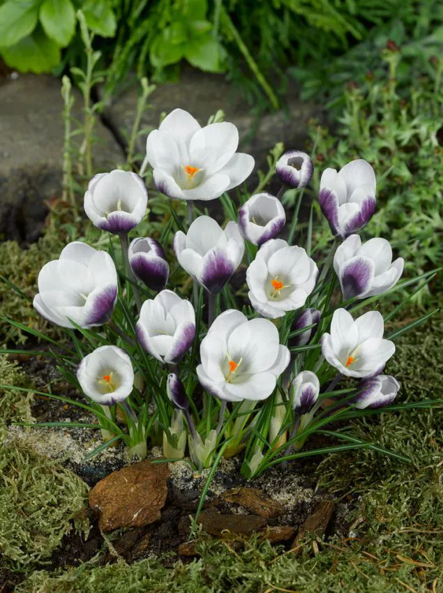 Branduse ( crocus ) Prins Claus 5 buc marime 5/7 [2]