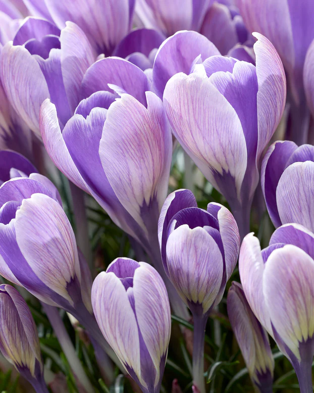 Branduse (crocus) Striped Bird 5 buc marime 7/8 [2]