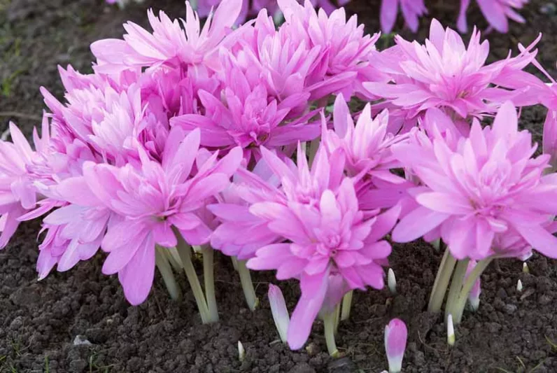 Branduse de toamna Colchicum Waterlily 1 buc marime 16/18 [2]