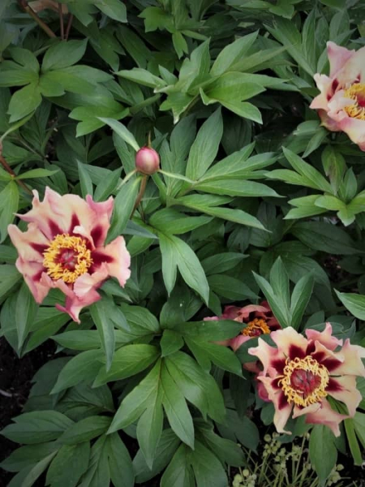 Bujor itoh Court Jester [2]