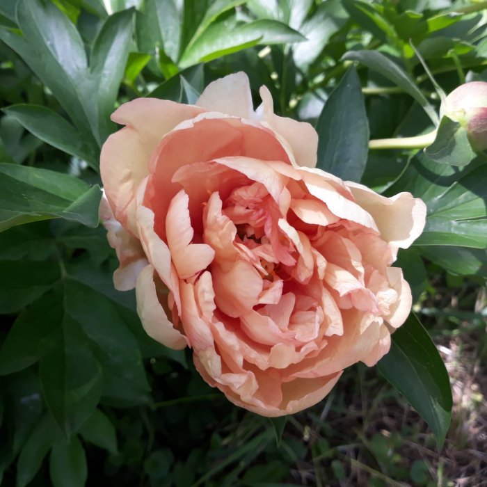 Bujor Itoh Canarry Brilliant marime 3/5 [2]