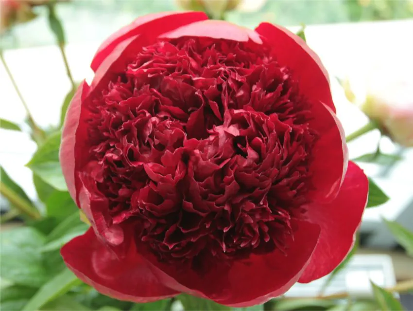 Bujor Red Charm marime 2/3 [2]