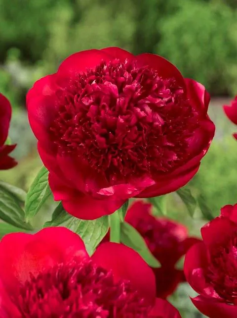 Bujor Red Charm marime 2/3 [3]