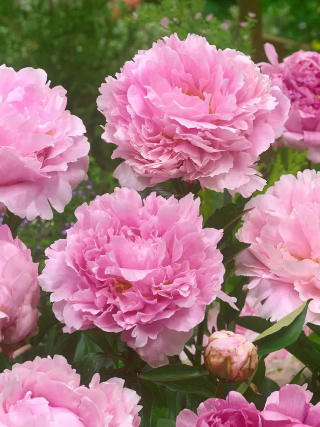 Bujor Sarah Bernhardt 1 buc marime 2/3 [1]