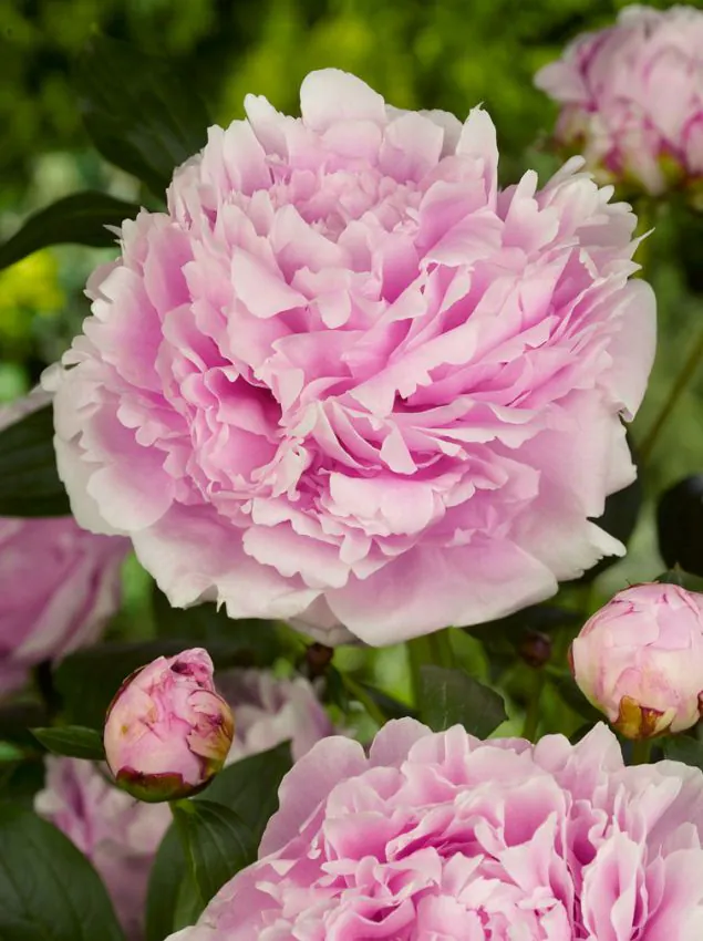 Bujor Sarah Bernhardt 1 buc marime 2/3 [2]
