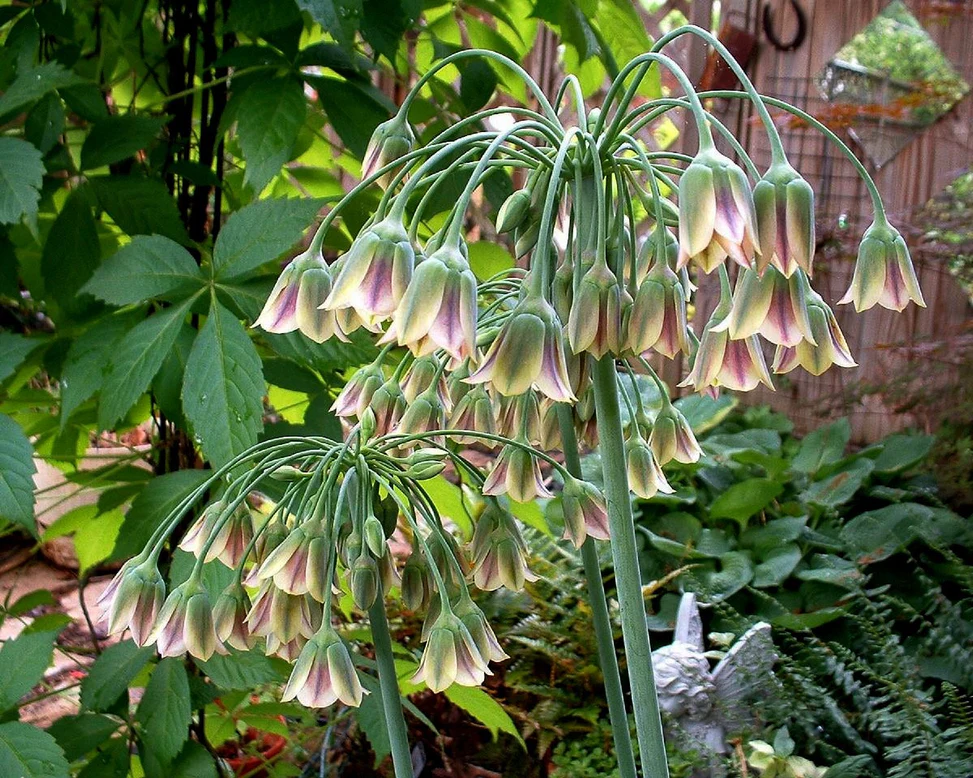 Bulbi Allium Nectaroscordum Siculum  (Allium Bulgaricum ) 5 buc marime 8/10 [3]