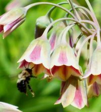 Bulbi Allium Nectaroscordum Siculum  (Allium Bulgaricum ) 5 buc marime 8/10 [1]