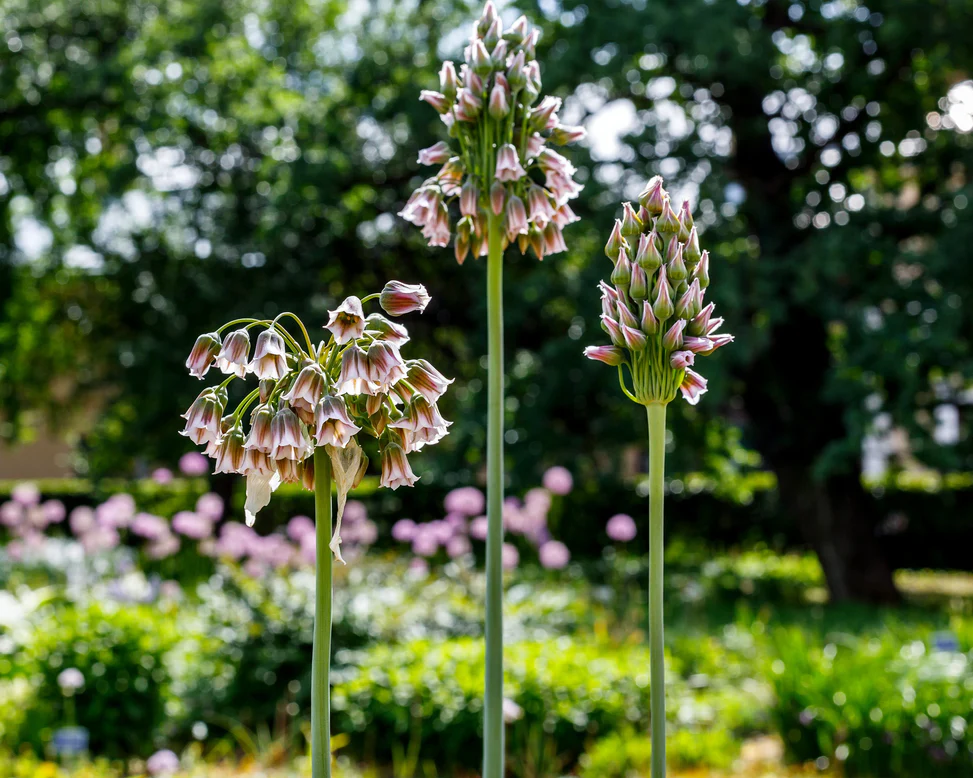 Bulbi Allium Nectaroscordum Siculum  (Allium Bulgaricum ) 5 buc marime 8/10 [4]
