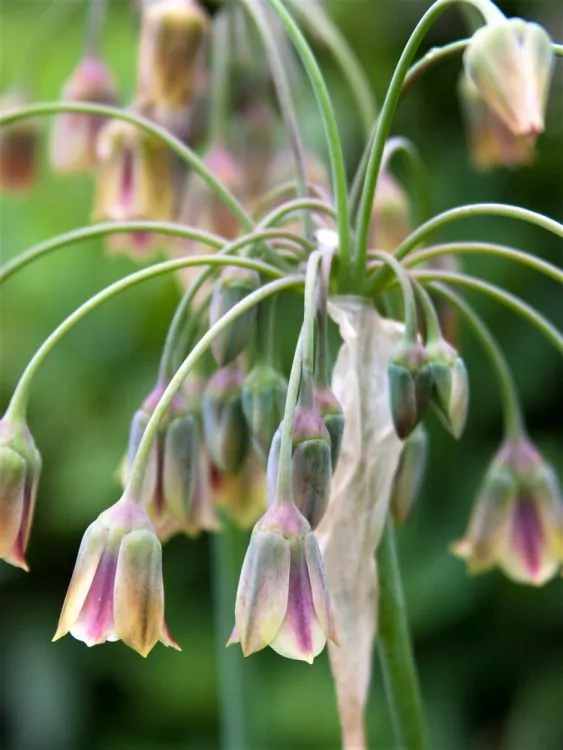 Bulbi Allium Nectaroscordum Siculum  (Allium Bulgaricum ) 5 buc marime 8/10 [2]