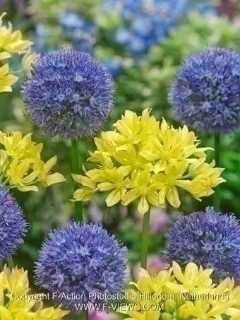 Bulbi Allium Caeruleum  5 buc [2]