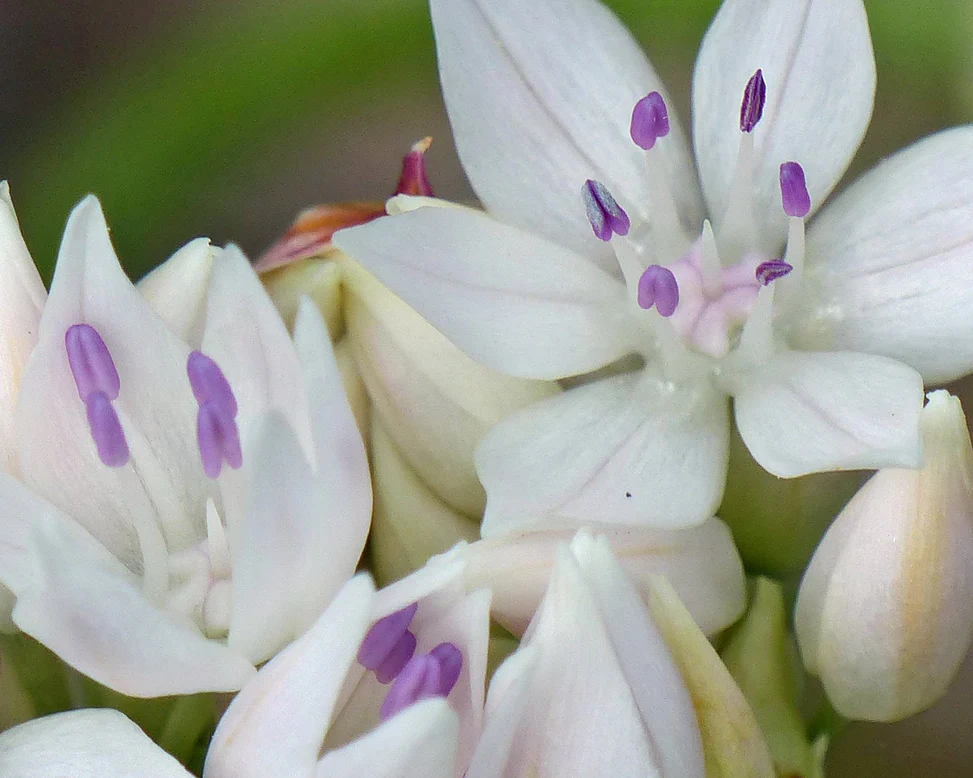 Bulbi Allium Graceful Beauty  5  buc marime 5/6 [2]