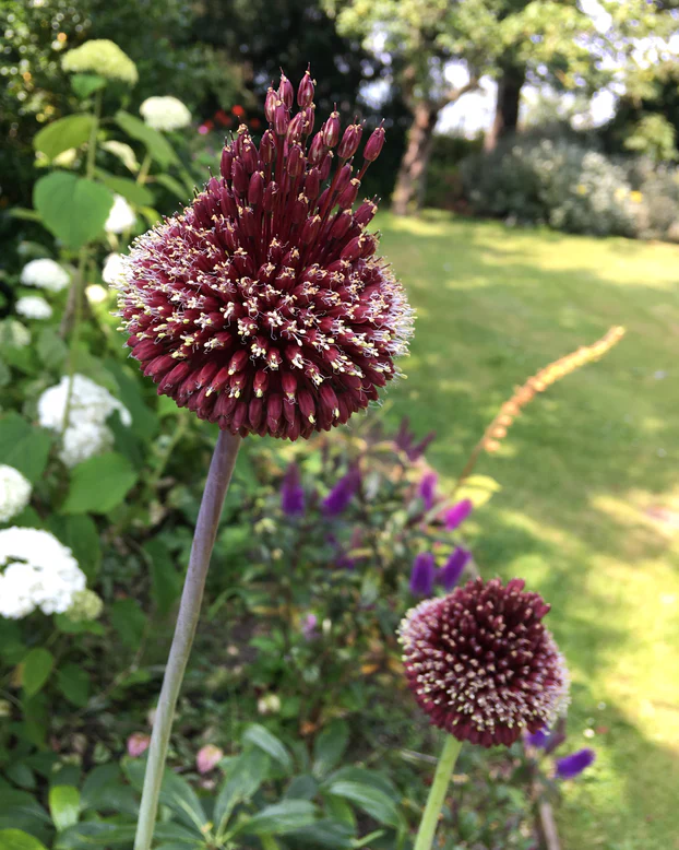 Bulbi Allium Red Mohican 10/12 1 buc [4]