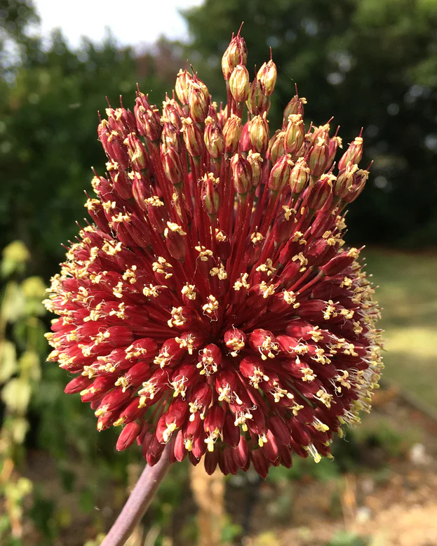 Bulbi Allium Red Mohican 10/12 1 buc [3]