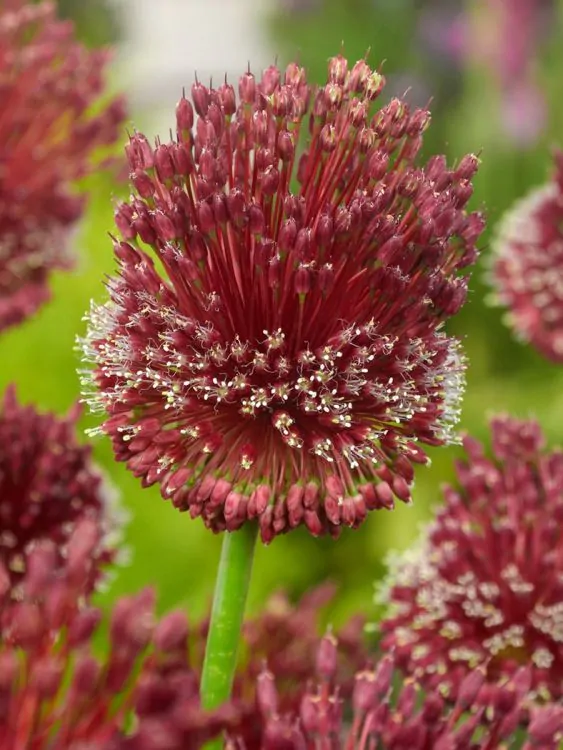 Bulbi Allium Red Mohican 10/12 1 buc [2]