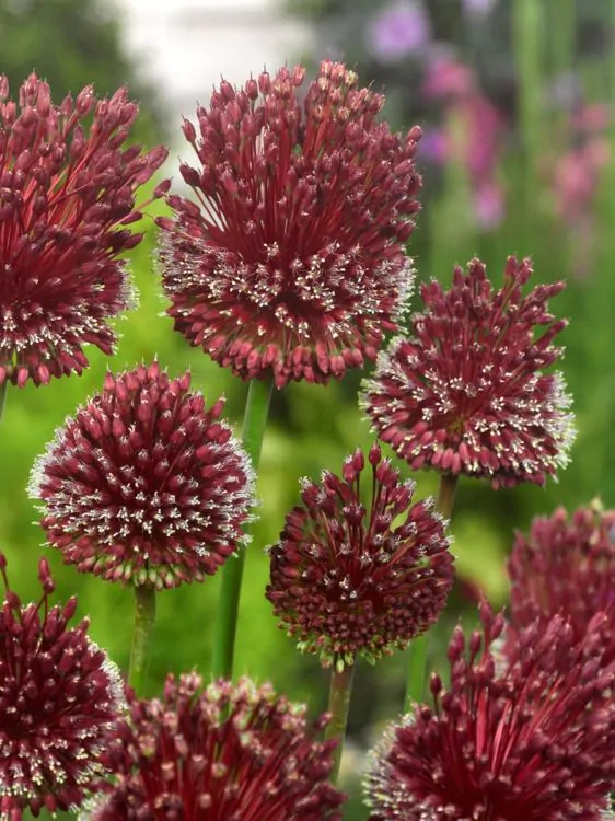 Bulbi Allium Red Mohican 10/12 1 buc [1]
