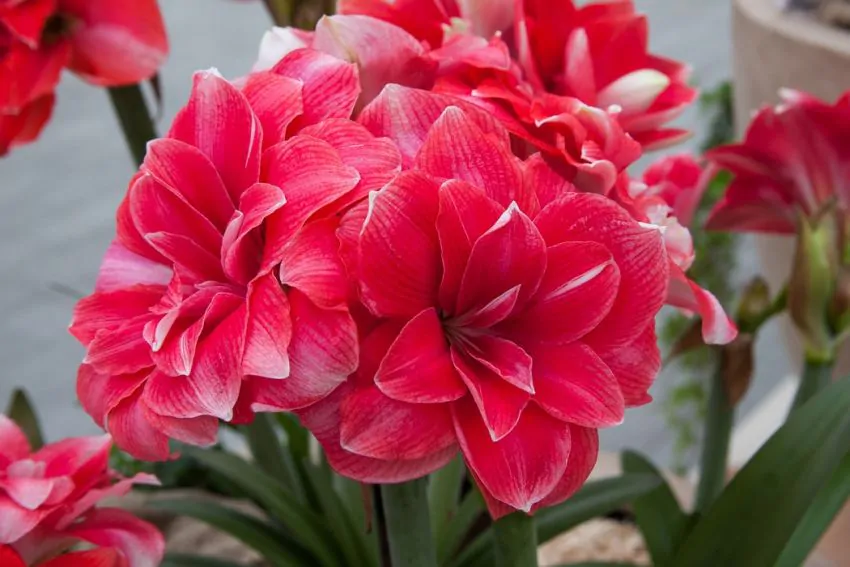 Bulbi Amaryllis Double Dream marime bulb 24/26