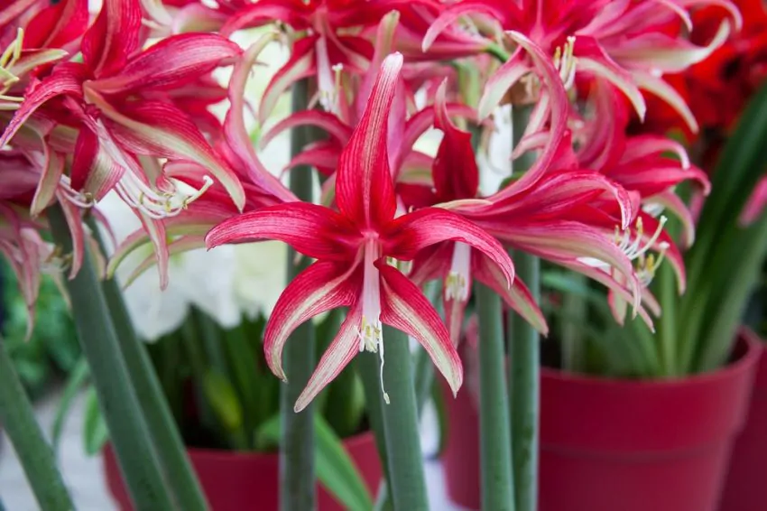 Bulbi Amaryllis Quito marime bulb 26/28