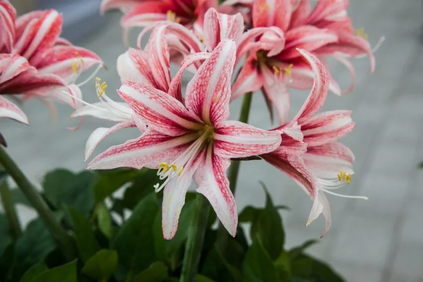 Bulbi Amaryllis Sweet Lilian marime bulb 24/26 [2]