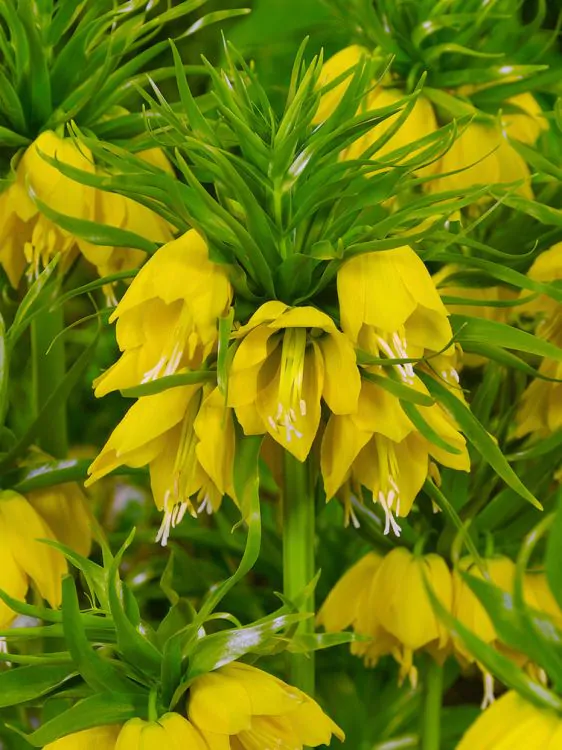 Fritillaria Lutea Imperialis 1 buc marime 20/22 [3]