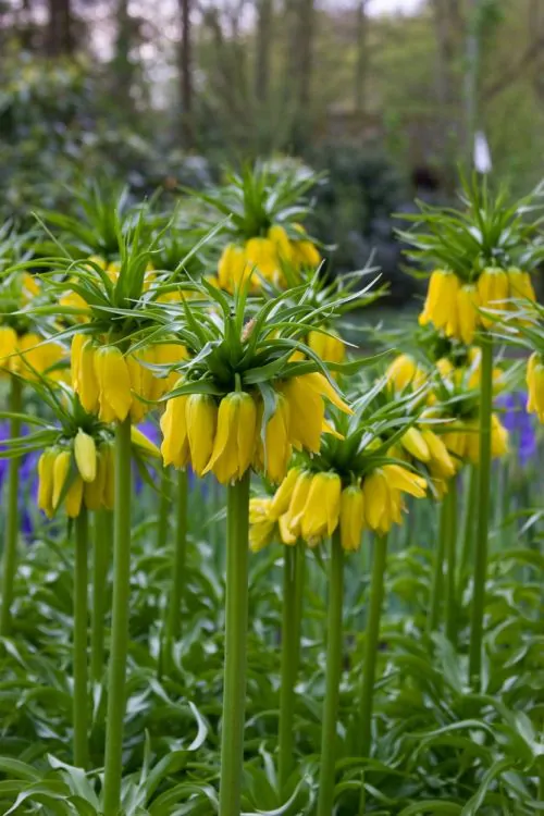 Fritillaria Lutea Imperialis 1 buc marime 20/22 [2]