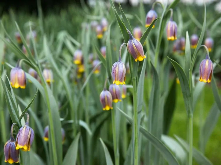 Bulbi fritillaria Uva vulpis 5 buc marime 7/8 [3]