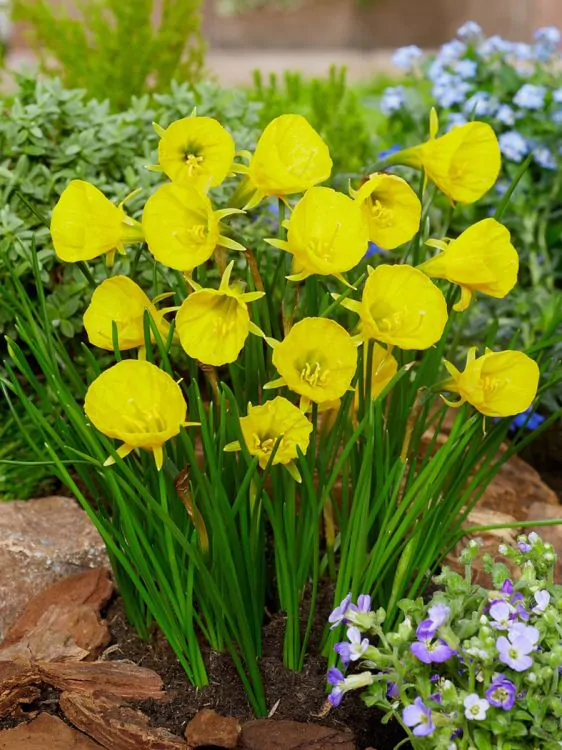 Bulbi de narcise mix Arctic Bells si Golden Bells  7 buc marime 8/10 [4]