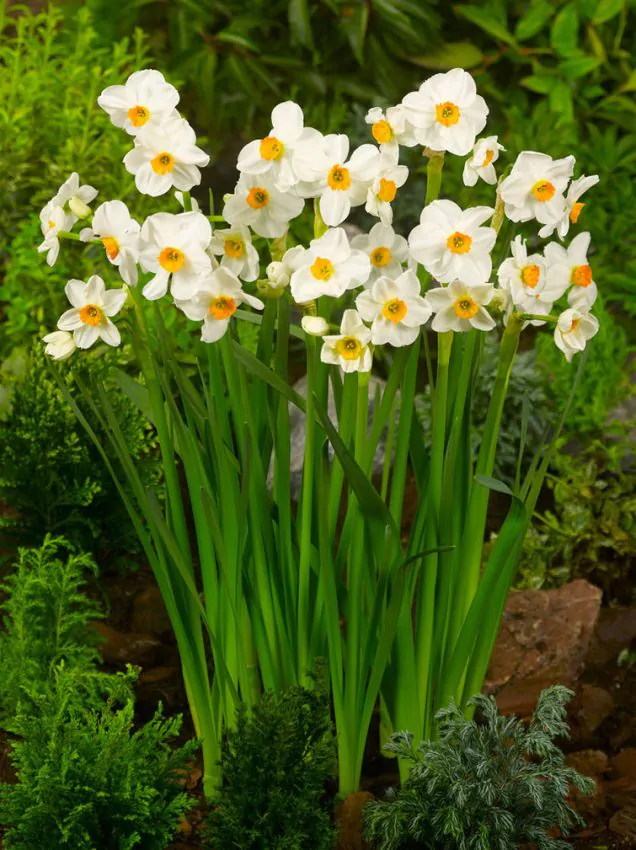 Bulbi de narcise Geranium 3 buc marime 10/12 [3]
