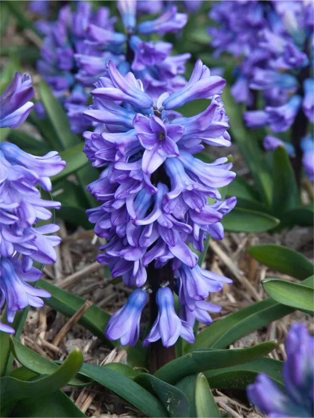 Bulbi de zambile All Stars marime 17/18 [2]