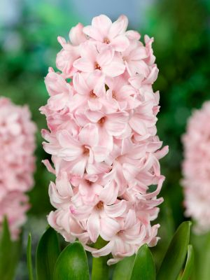 Bulbi de zambile China Pink 50 buc marime 18/19 [1]