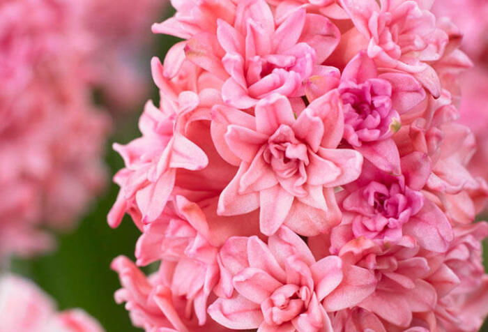 Bulbi de zambile  duble Spring beauty 17/18 [2]