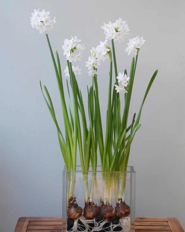 Bulbi narcise Paperwhite Ziva 3 bucati marime 14/15 [2]