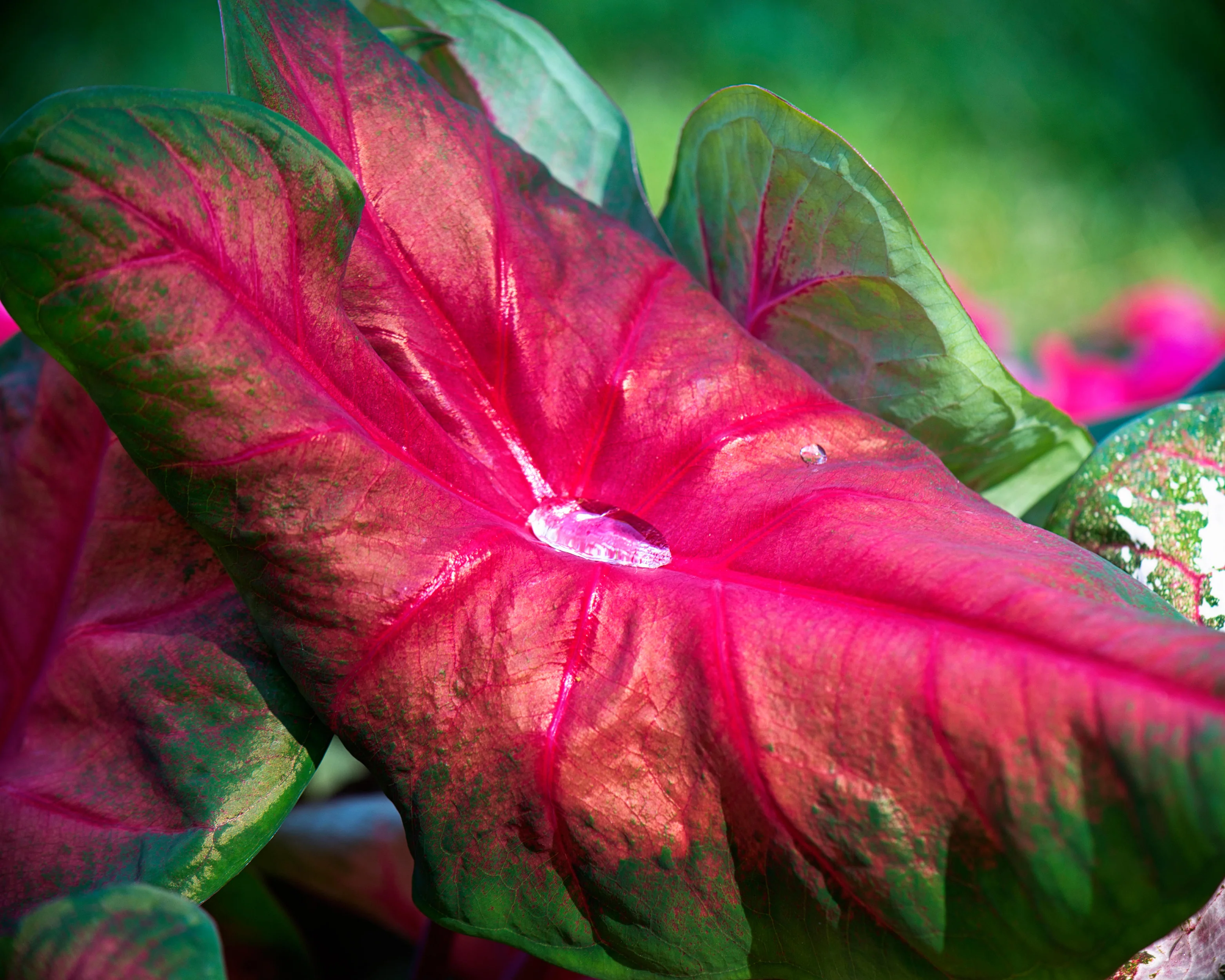 Caladium Brandywine [2]