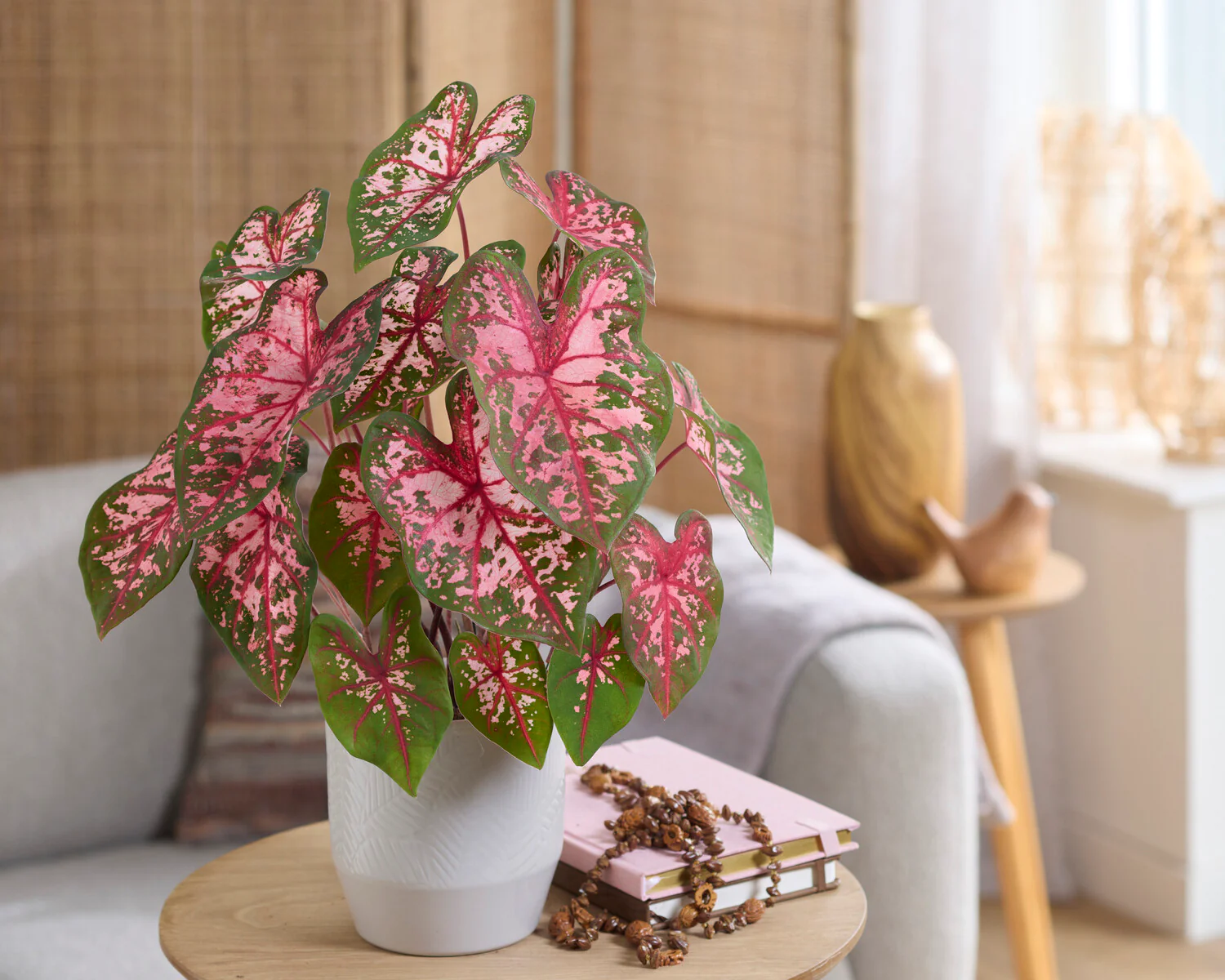 Caladium Carolyn Whorton [3]