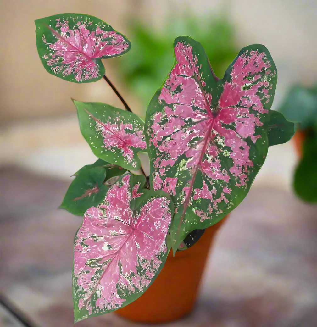 Caladium Fire Chief [2]