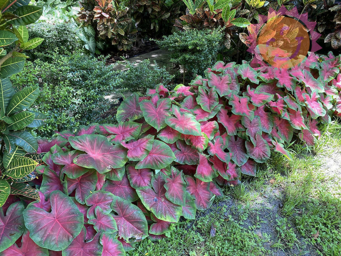 Caladium Florida Cardinal [2]