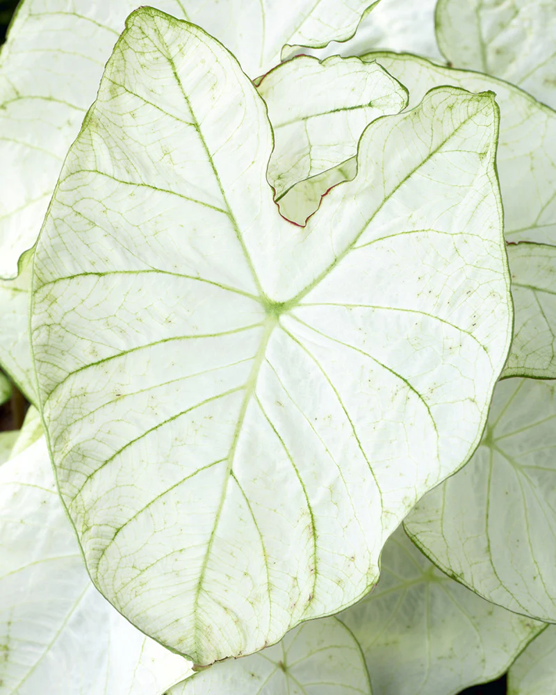 Caladium Florida Moonlight [2]