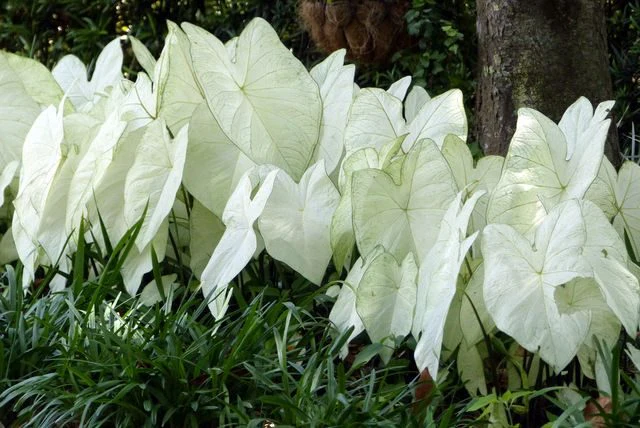 Caladium Garden White [2]