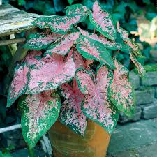 Caladium Pink Beauty [1]