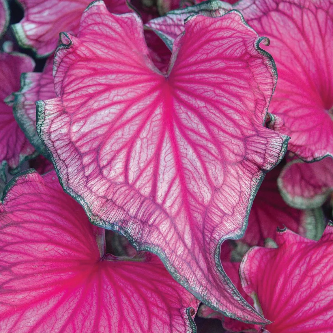 Caladium Sizzle [2]