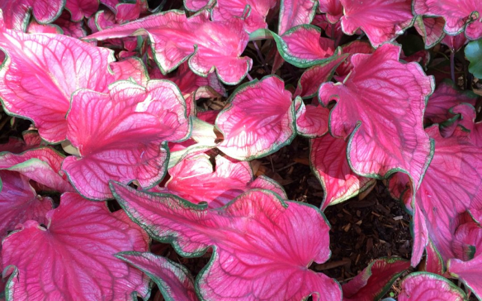 Caladium Sizzle [3]